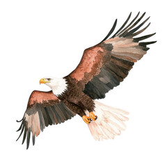 Obraz premium Majestic bald eagle in flight with outstretched wings, cut out - stock png.