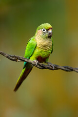 The maroon-bellied parakeet (Pyrrhura frontalis) is a small parrot found from southeastern Brazil to north-eastern Argentina, including eastern Paraguay and Uruguay. 