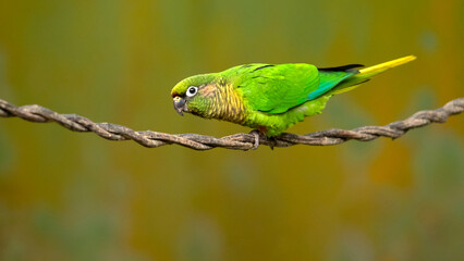 The maroon-bellied parakeet (Pyrrhura frontalis) is a small parrot found from southeastern Brazil to north-eastern Argentina, including eastern Paraguay and Uruguay. 
