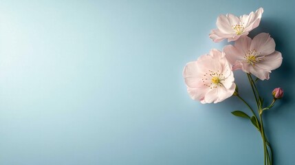 Three soft pink flowers against a calming blue backdrop, symbolizing tranquility and beauty, perfect for spring-themed designs or serene applications.