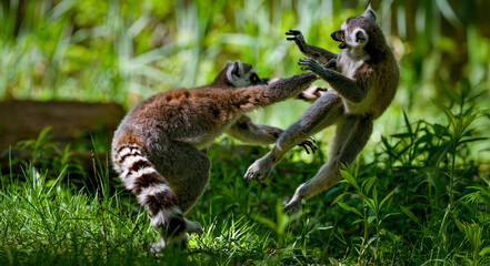 ring tailed lemur catta