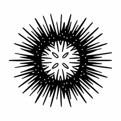 Obraz premium Round sea urchin with radiating spines - line art vector illustration in white background