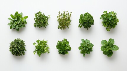 Obraz premium Fresh herbs arranged on white background