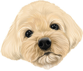 Puppy head on white background, mix dog, maltese poodle brown, cute pet, animal