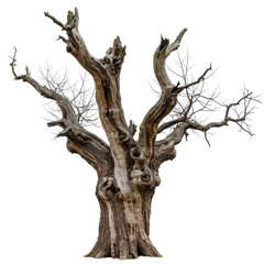 Dead Tree isolated, Cutout 