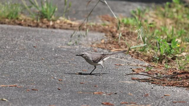 The northern mockingbird (Mimus polyglottos), bird commonly found in North America