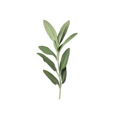 Obraz premium Sage herb with leaves close up on transparent background