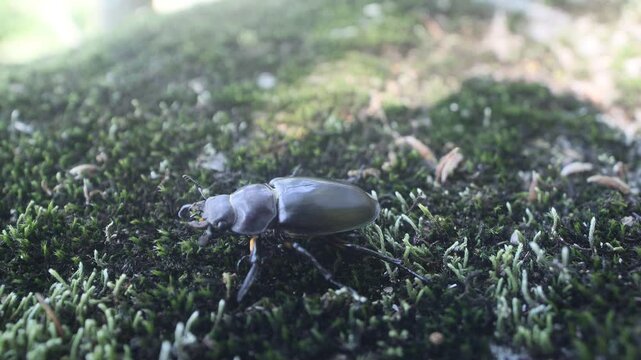 Dorcus beetle at Sikhote Alin mountains. Oak forests, Mongolian oak prevails
