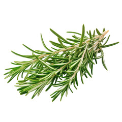 Fototapeta premium Fresh rosemary sprigs bundle on transparent background