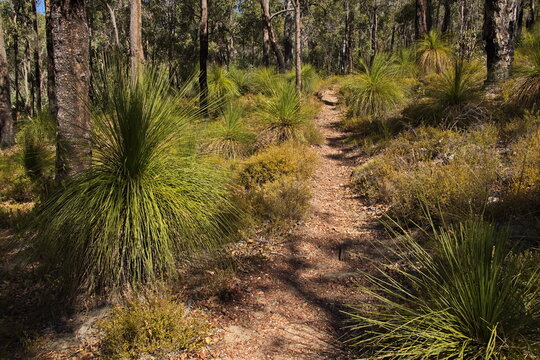 Forest at Glen Brook Dam in John Forrest National Park, Western Australia, Australia
