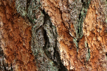 bark of a larch tree in close-up. natural background.