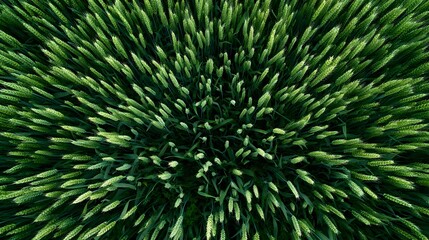 Golden Wheat Field Vista Breathtaking Aerial Perspective Serene Countryside Landscape Tranquil Farmland Scenery Untouched Nature's Canvas Vast Expanse of Grain Peaceful Rural Atmosphere
