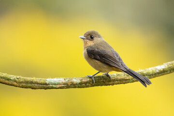 The black-goggled tanager (Trichothraupis melanops) is a species of bird in the family Thraupidae....