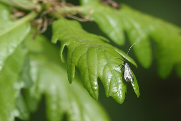 Female Green Longhorn moth (Adela reaumurella) in a British woodland