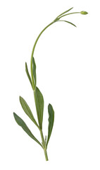 outline of a green lavender flower with leaves isolated, natural element