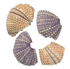 outline of some sea urchin skeletons, natural elements isolated and colored in high quality macro