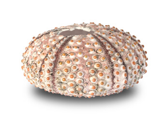 outline of a sea urchin skeleton, natural element isolated and colored in high quality macro