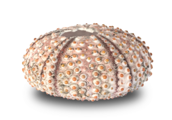 outline of a sea urchin skeleton, natural element isolated and colored in high quality macro