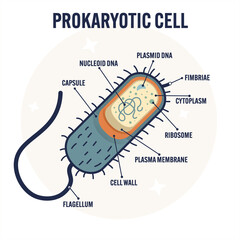 Modern flat illustration of a prokaryotic cell structure, labeled diagram simple archaea, educational biology design for textbooks, science posters, classroom e-learning materials bacterial cell