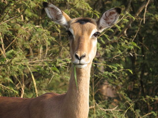 young impala antelope in the savanna