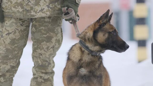 Dog on the border. Trained dog in the service of border guards guards the state border at a checkpoint. A dog searches for violators and contraband on the state border of Ukraine. Working malinois dog