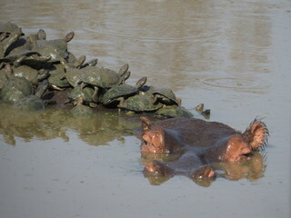 Turtles chilling on a hippopotamus in water in Kruger Park
