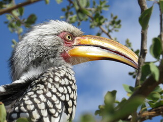 Yellow billed hornbill bird in Kruger Park