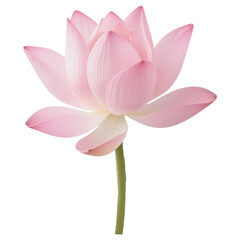 Serene Pink Lotus Flower A Symbol of Purity and Enlightenment