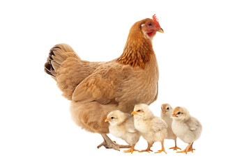Fototapeta premium hen with its chicks isolated on white background PNG