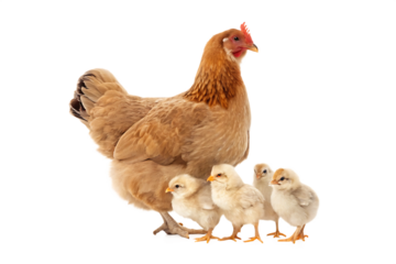 hen with its chicks isolated on white background PNG