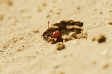 Red harvester ant in hole closeup