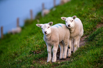 Two lambs on a meadow. Cute lambs on farm path