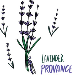 lavander flovers provance set. Vector illustration