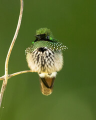 The festive coquette (Lophornis chalybeus) is a species of hummingbird in the "coquettes", tribe Lesbiini of subfamily Lesbiinae. It is endemic to Brazil
