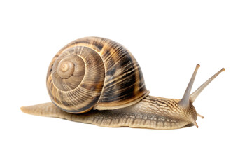 snail isolated on white background PNG