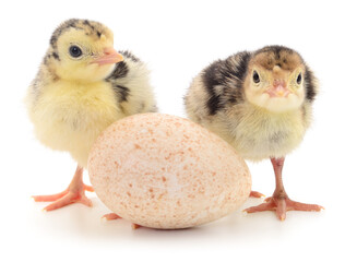 Two turkeys and egg.