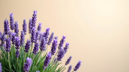 Naklejka premium Vibrant lavender flowers in full bloom against a soft, neutral background, creating a serene and calming atmosphere.