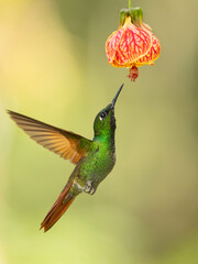 The Brazilian ruby (Heliodoxa rubricauda) is a species of hummingbird in the "brilliants", tribe Heliantheini in subfamily Lesbiinae. It is endemic to Brazil.