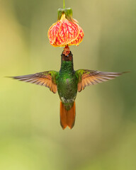 The Brazilian ruby (Heliodoxa rubricauda) is a species of hummingbird in the "brilliants", tribe Heliantheini in subfamily Lesbiinae. It is endemic to Brazil.