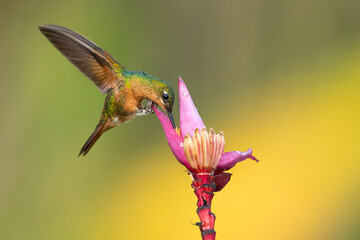 The Brazilian ruby (Heliodoxa rubricauda) is a species of hummingbird in the "brilliants", tribe Heliantheini in subfamily Lesbiinae. It is endemic to Brazil.