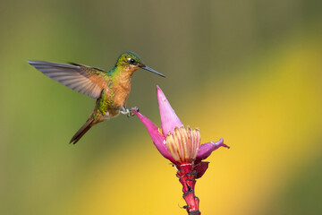 The Brazilian ruby (Heliodoxa rubricauda) is a species of hummingbird in the "brilliants", tribe Heliantheini in subfamily Lesbiinae. It is endemic to Brazil.