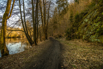 path in the forest