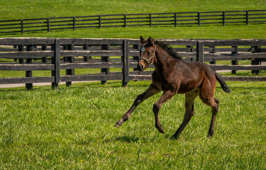 horse foal running