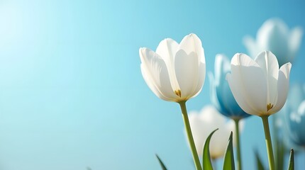 Fototapeta premium Delicate white tulips against a soft blue background, capturing the essence of spring's beauty.