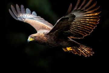 Obraz premium A majestic eagle soars through the air with its wings fully extended against a dark background.