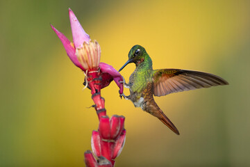 The Brazilian ruby (Heliodoxa rubricauda) is a species of hummingbird in the "brilliants", tribe Heliantheini in subfamily Lesbiinae. It is endemic to Brazil.