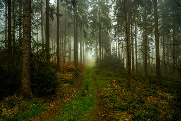 Foggy morning in the woods. Misty forest path