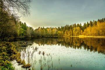Lake in the forest. Forest lake landscape