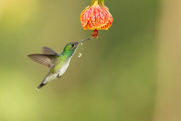 The versicoloured emerald (Chrysuronia versicolor) is a species of hummingbird from central and eastern South America. 