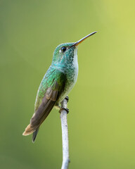 The versicoloured emerald (Chrysuronia versicolor) is a species of hummingbird from central and eastern South America. 